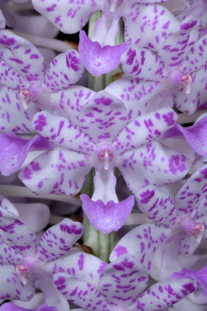 Rhyncholstylis retusa