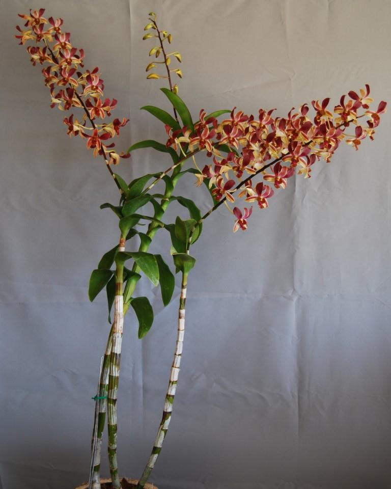 Dendrobium Tommy Beauty - photo 2