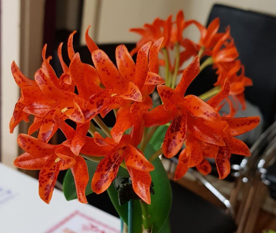 Guarianthe aurantiaca