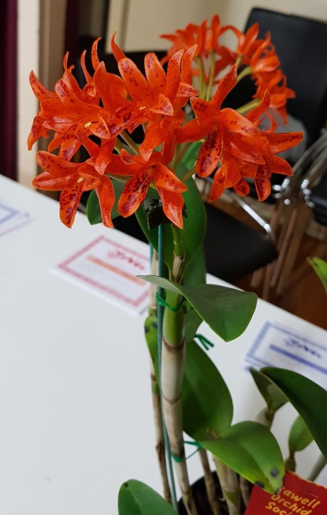 Guarianthe aurantiaca - photo 2
