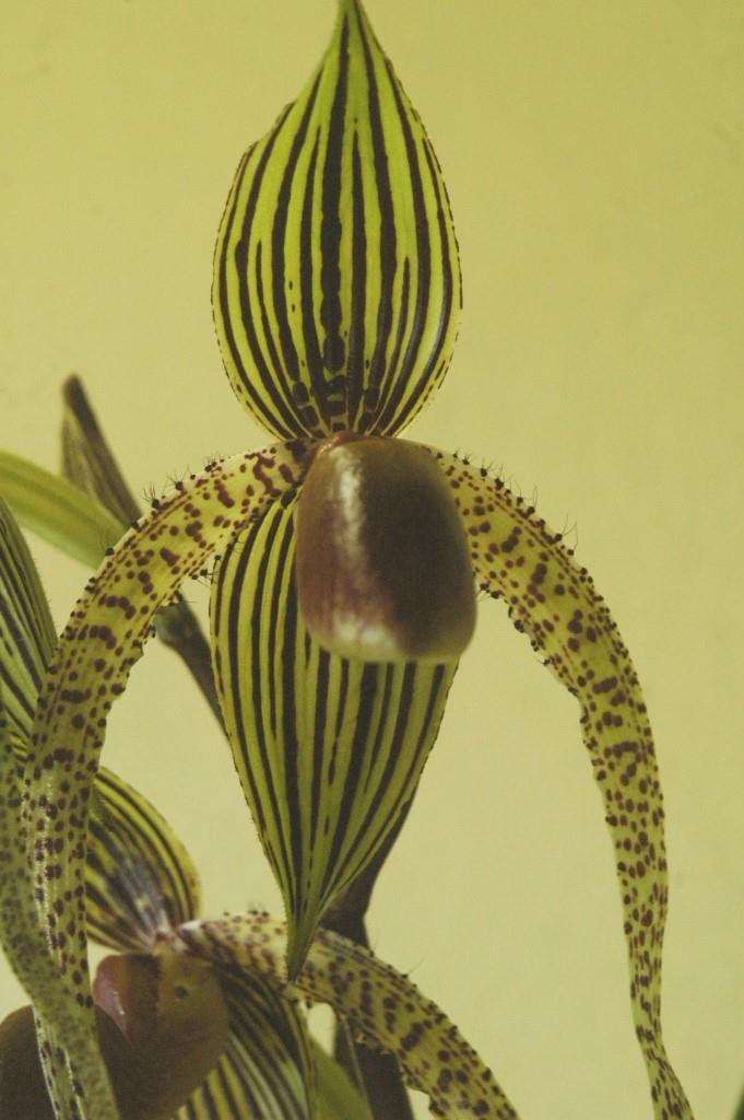 Paph Haur Jih Isabel