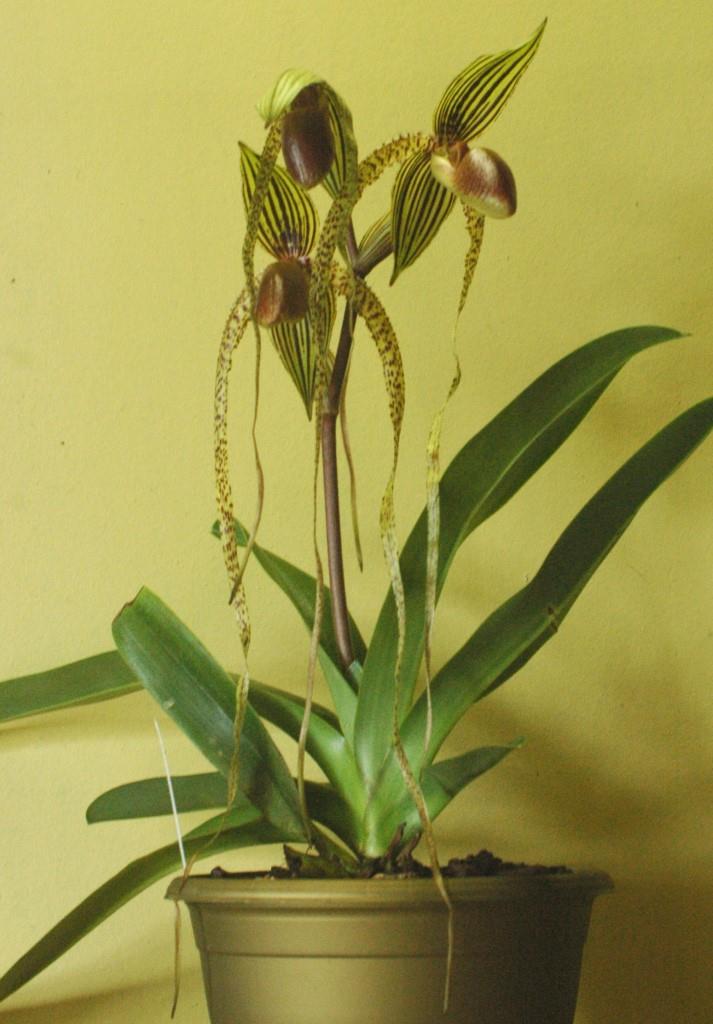 Paphiopedilum Haur Jih Isabel - photo 2