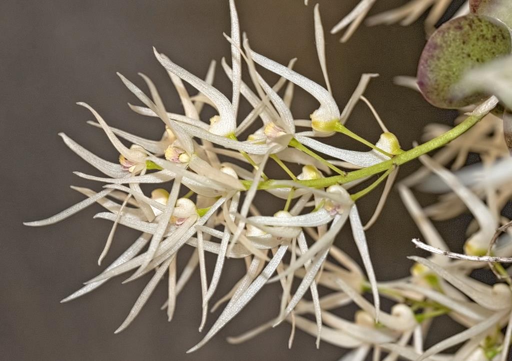 Dendrobium linguiforme