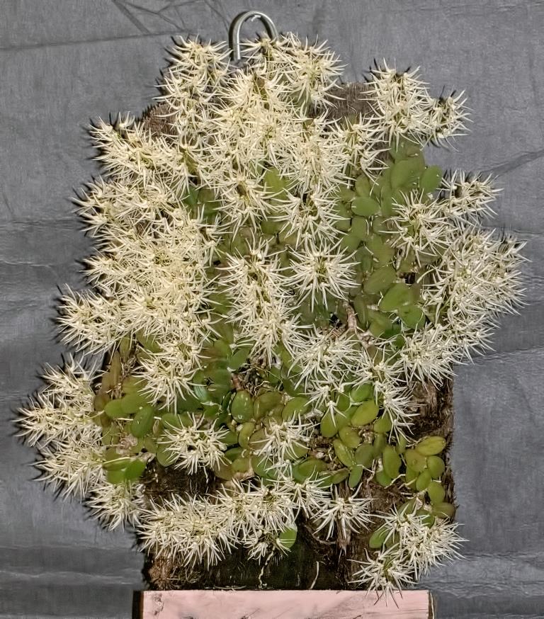 Dendrobium linguiforme