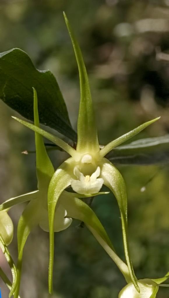 Dendrobium tetragonum subsp. tetragonum 'Kay's Glory'