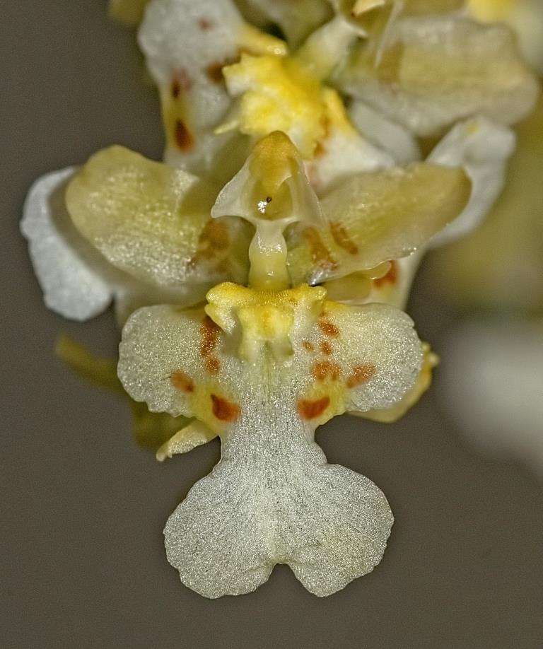 Onc Misaki Twinkle Obry