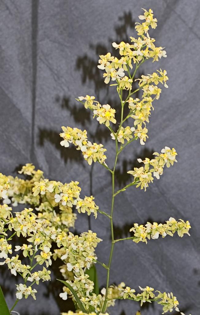 Oncidium Misaki Twinkle Obry - photo 2
