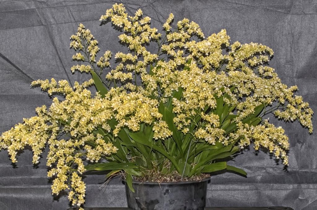 Onc Misaki Twinkle Obry