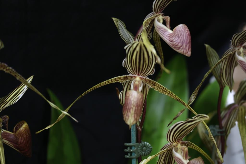 Paph Bel Royal