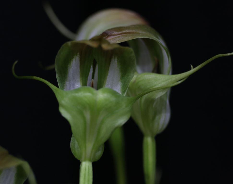 Pterostylis baptistii