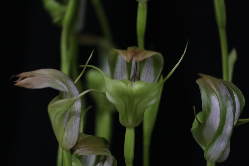 Pterostylis baptistii - photo 2