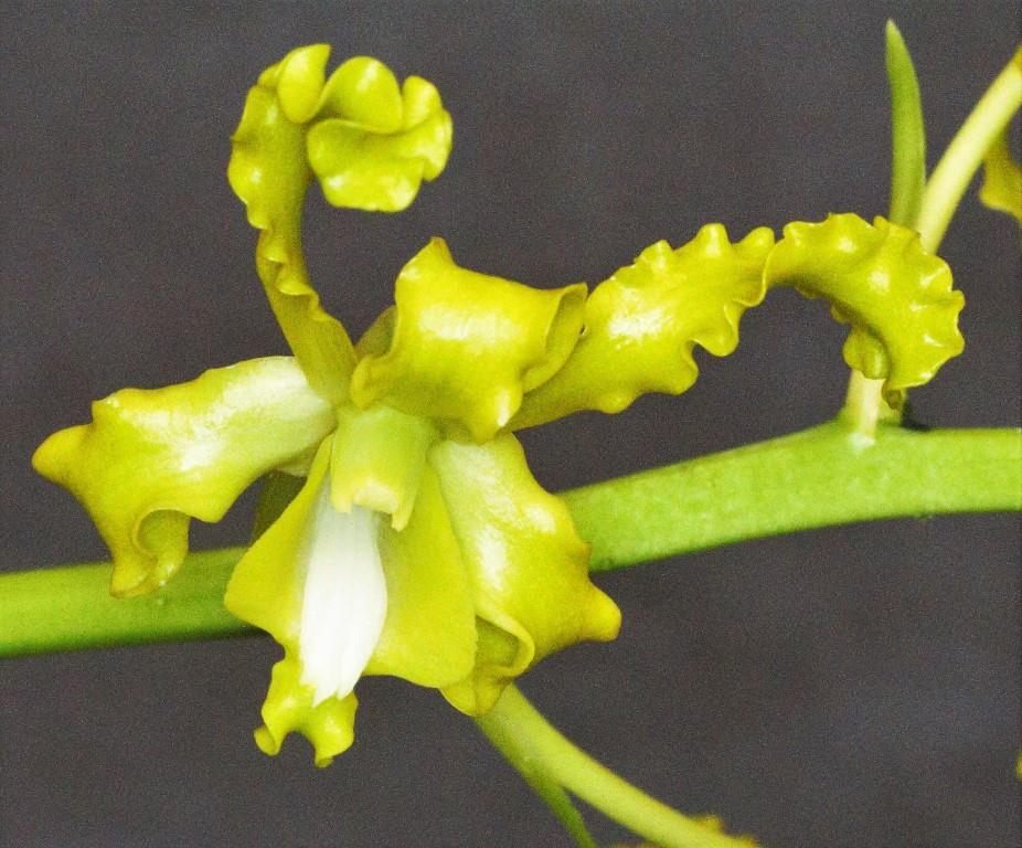 Dendrobium discolor var. broomfieldii
