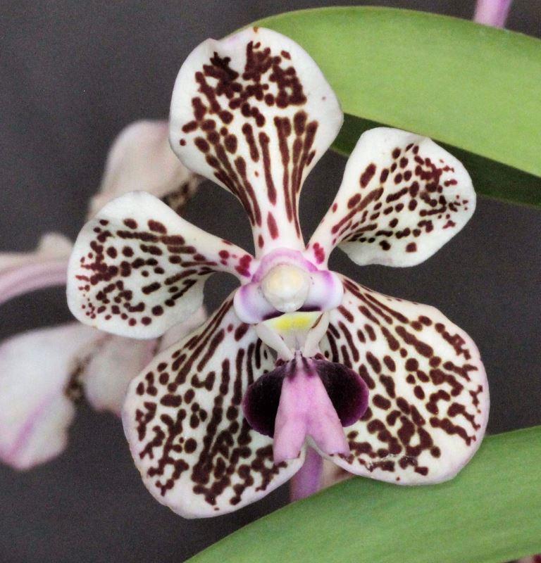 Vanda tricolor var. suavis