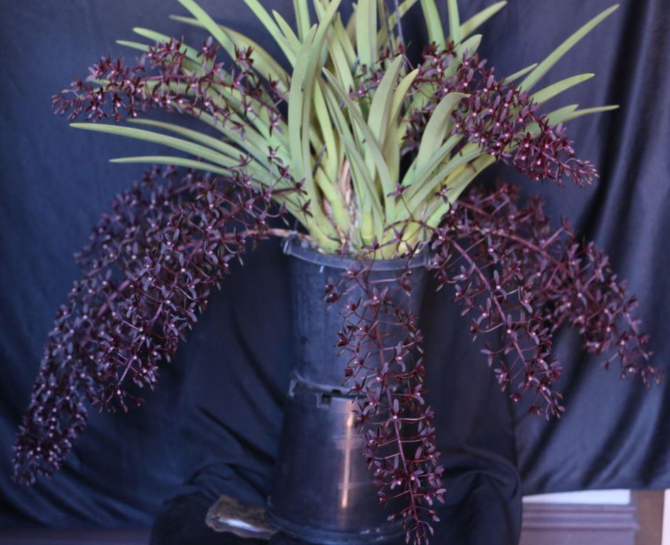 Cymbidium canaliculatum