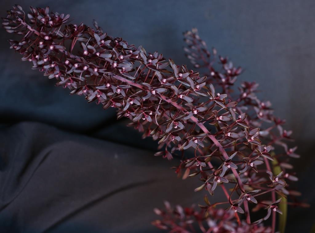 Cymbidium canaliculatum - photo 2