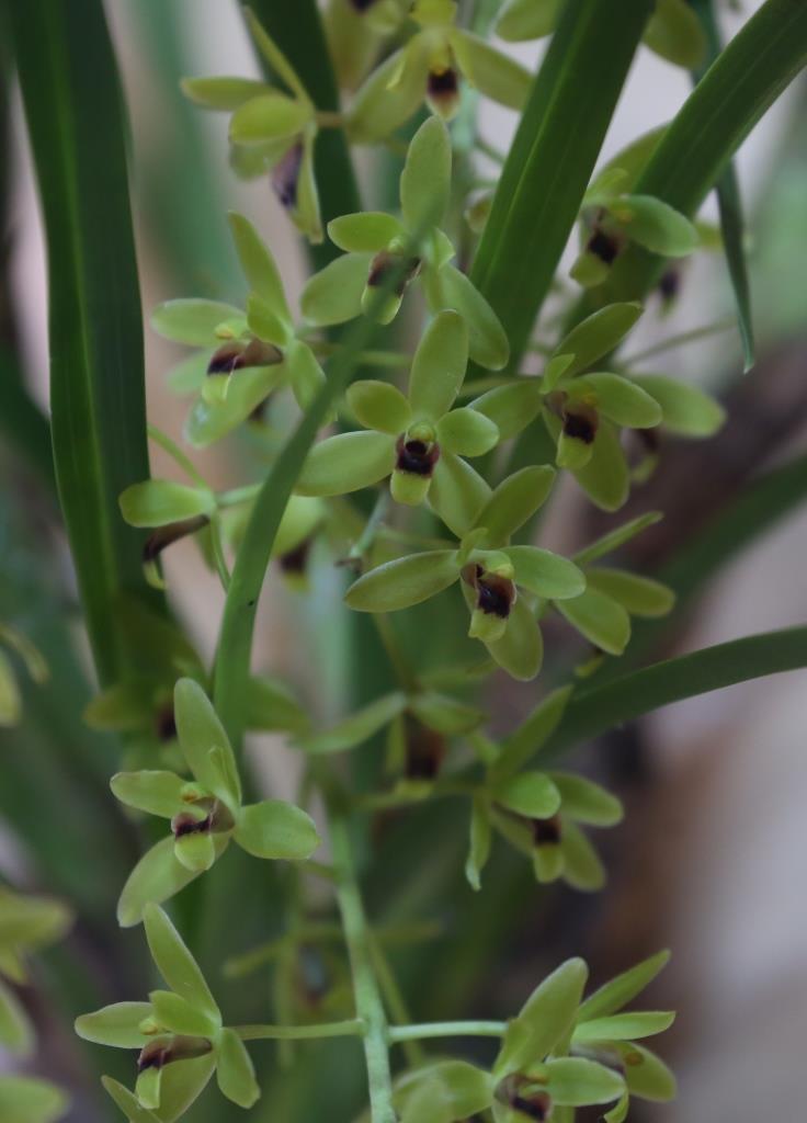 Cymbidium suave - photo 2