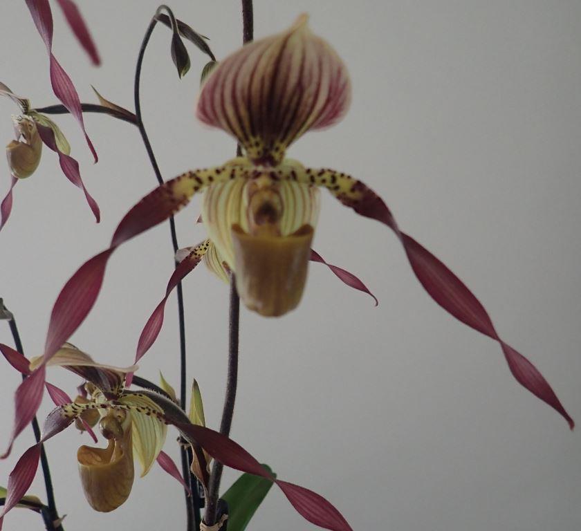Paph Berenice