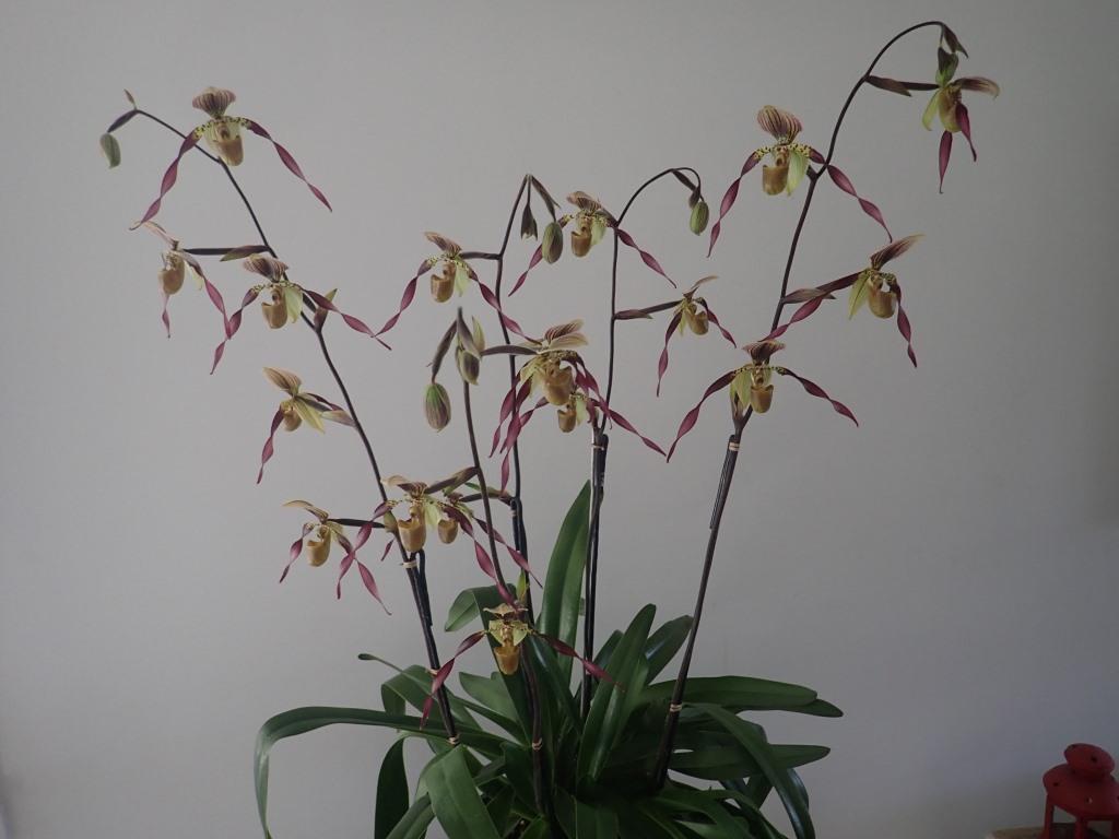 Paph Berenice