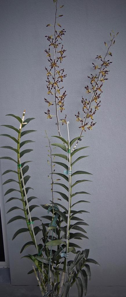 Dendrobium John's Charm - photo 2