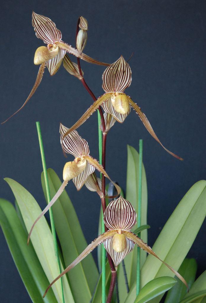 Paph Saint Swithin
