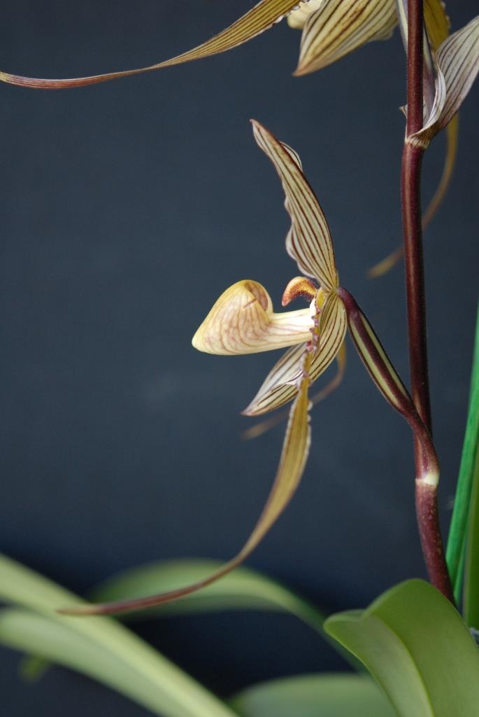 Paphiopedilum Saint Swithin - photo 2