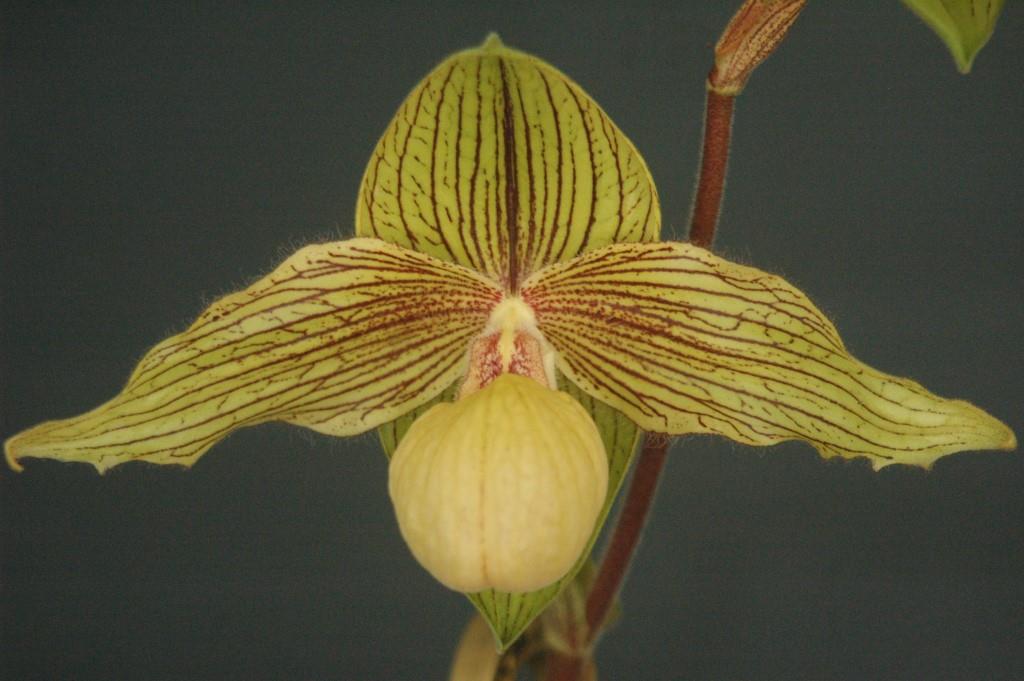 Paph Harold Koopowitz