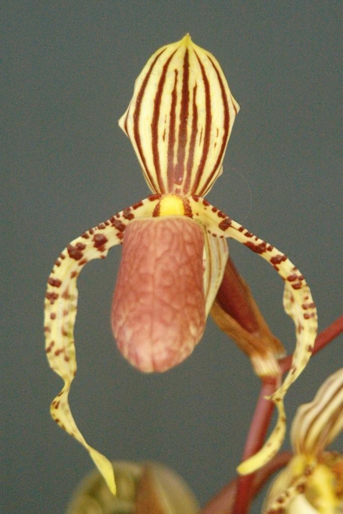 Paphiopedilum supardii