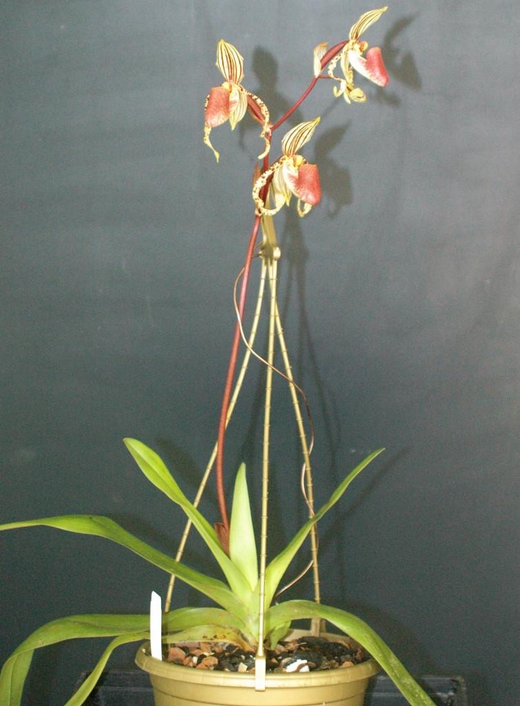 Paphiopedilum supardii - photo 2