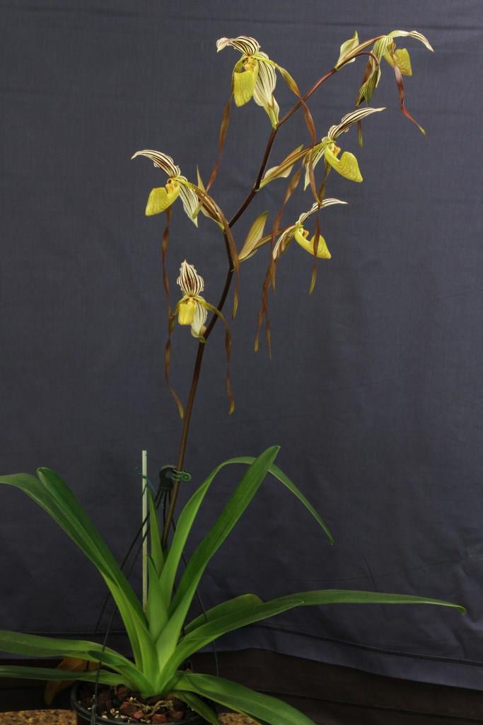 Paphiopedilum Temptation - photo 2