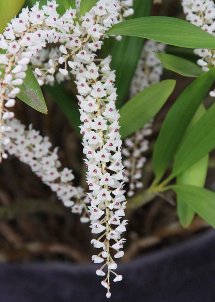 Pinalia multiflora - photo 2