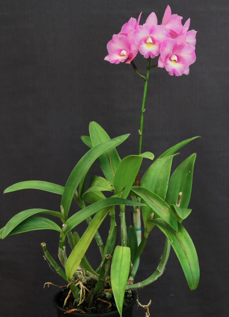 Rhyntonleya Swan's Shy - photo 2