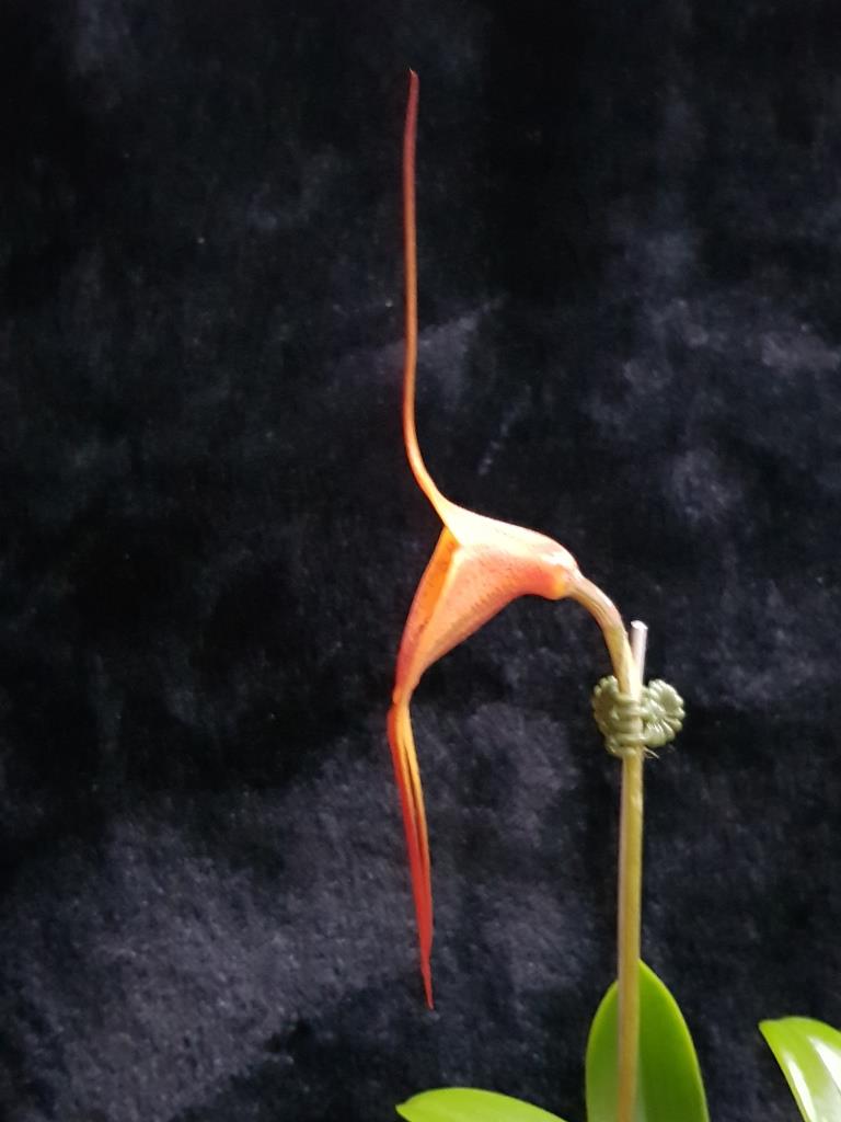 Masdevallia Bay of Fires - photo 2