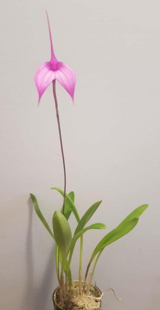 Masdevallia Pink Gem - photo 2