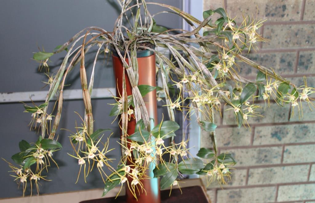 Dendrobium tetragonum