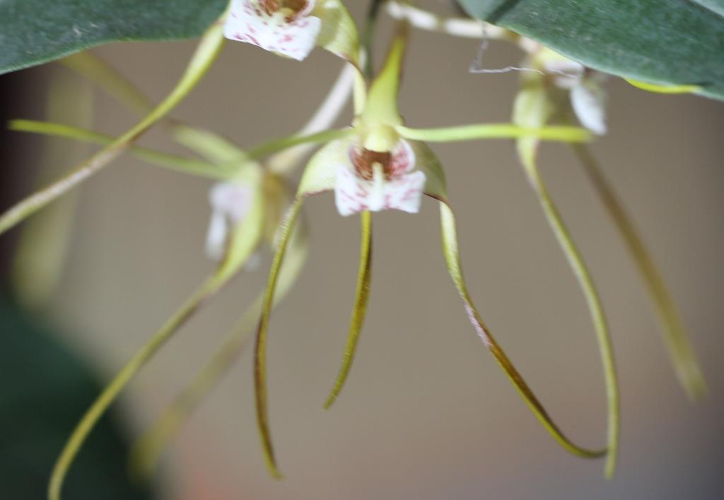 Dendrobium tetragonum subsp. tetragonum - photo 2