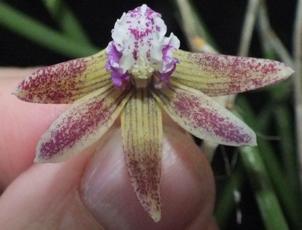 Den Australian Kayla