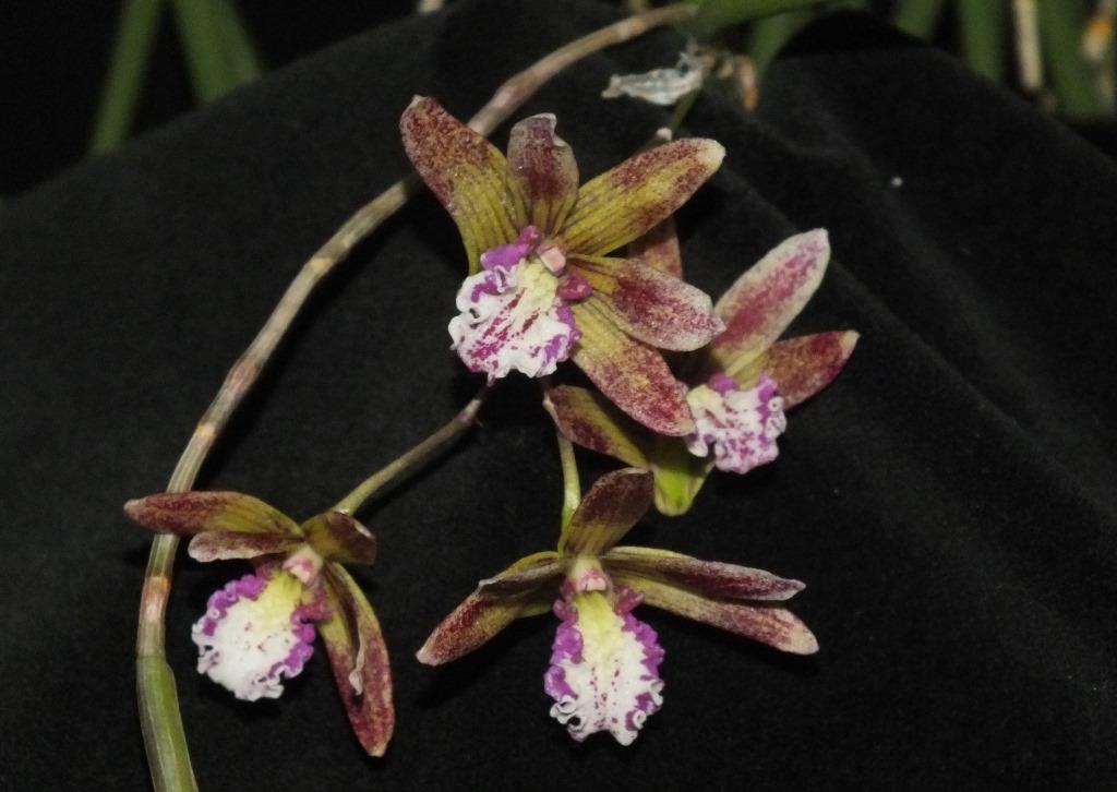 Dendrobium Australian Kayla - photo 2