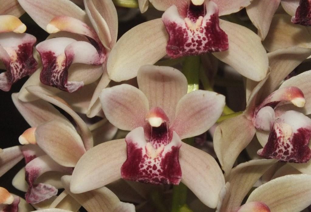 Cymbidium Mary Green - photo 2