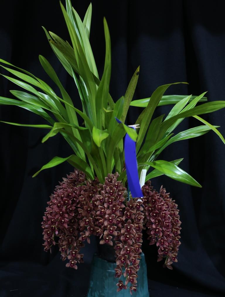 Cym Dorothy Stocksill