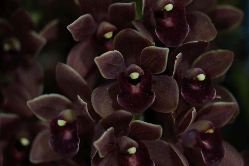 Cymbidium Dorothy Stocksill - photo 2