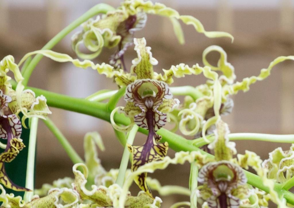 Dendrobium spectabile