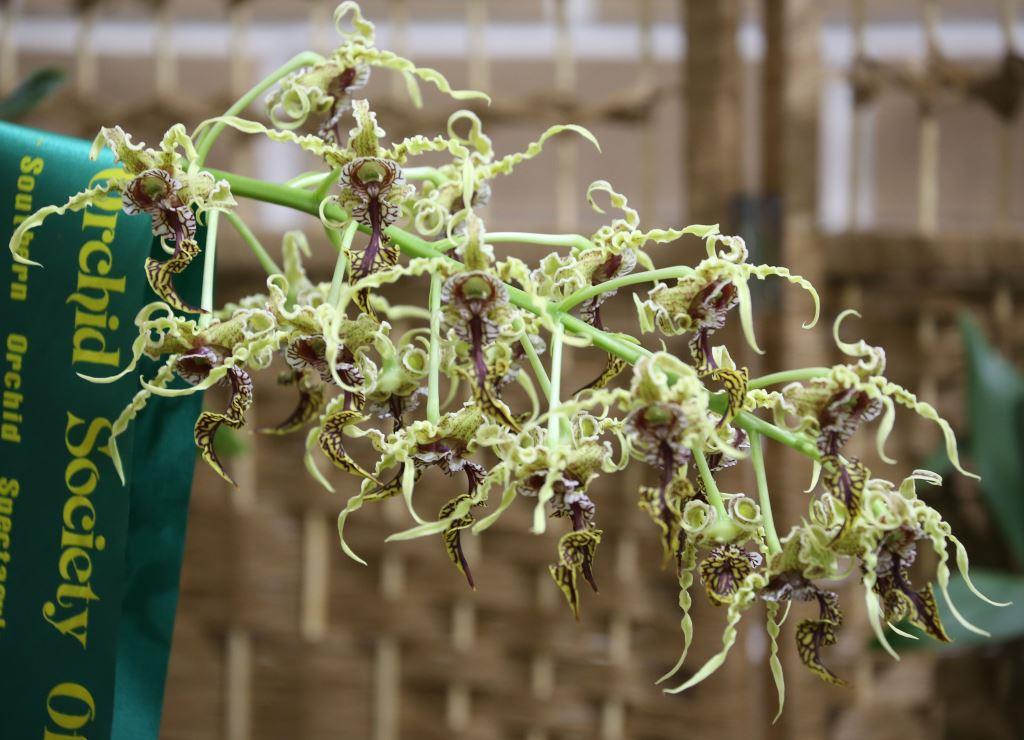 Dendrobium spectabile - photo 2