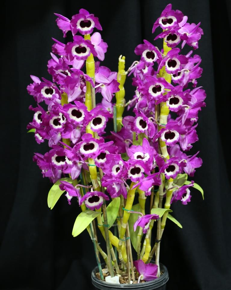 Dendrobium Star Sapphire - photo 2