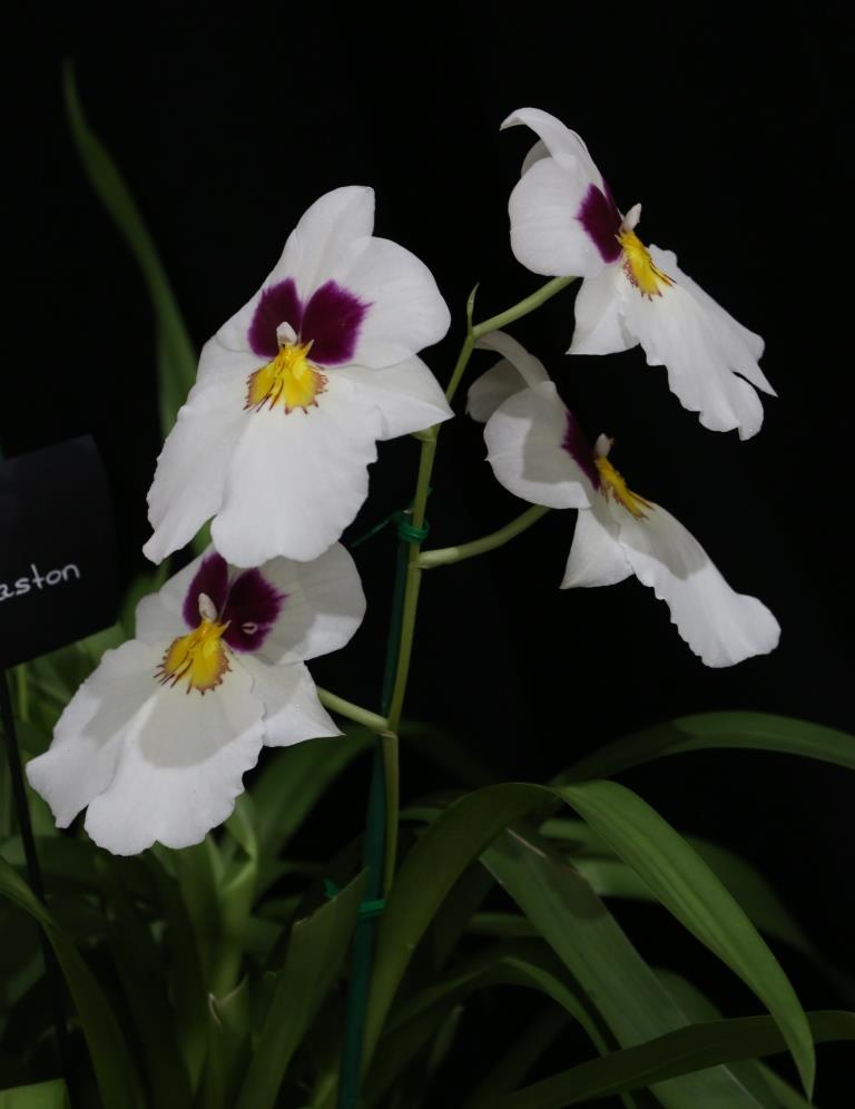 Miltoniopsis Andy Easton - photo 2