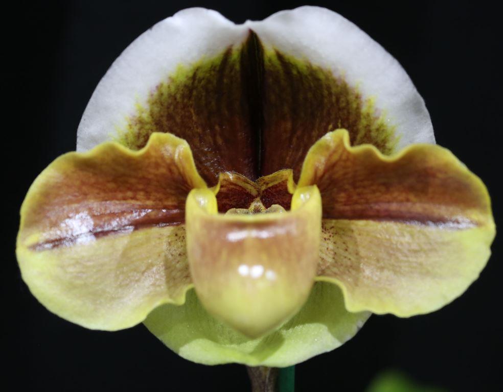 Paph Memoria Barbara Francis