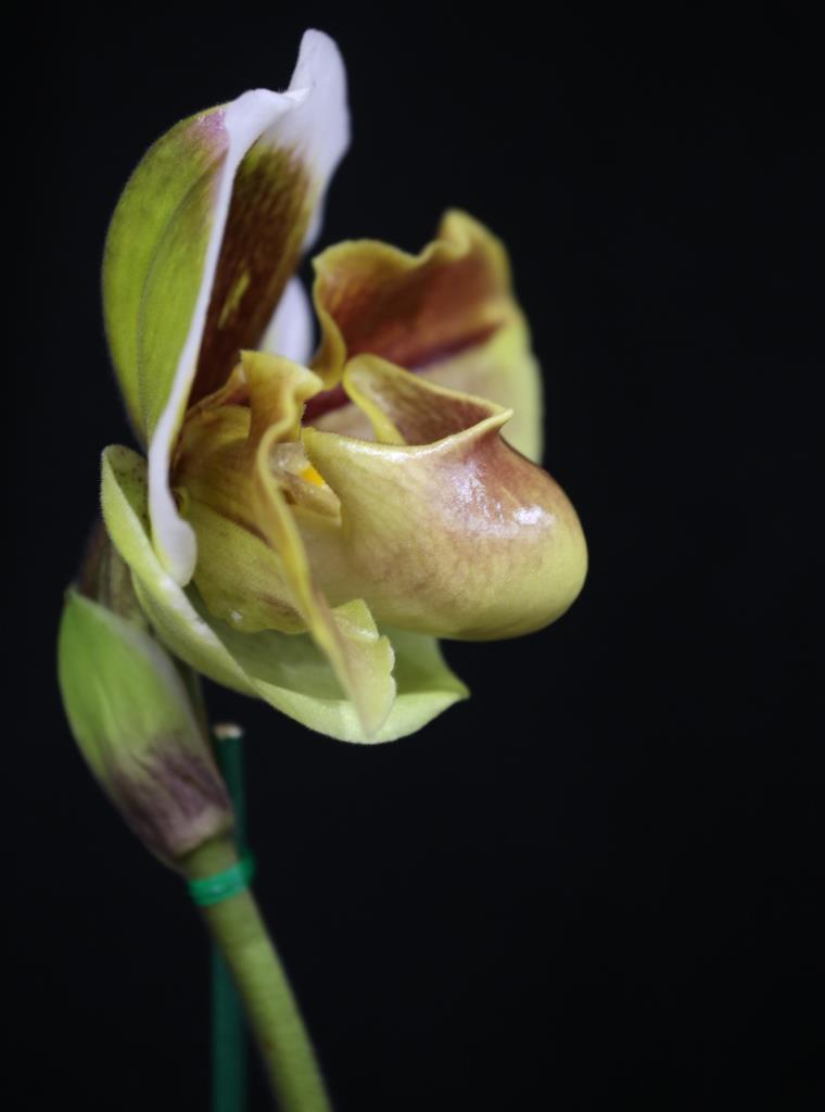 Paphiopedilum Memoria Barbara Francis - photo 2