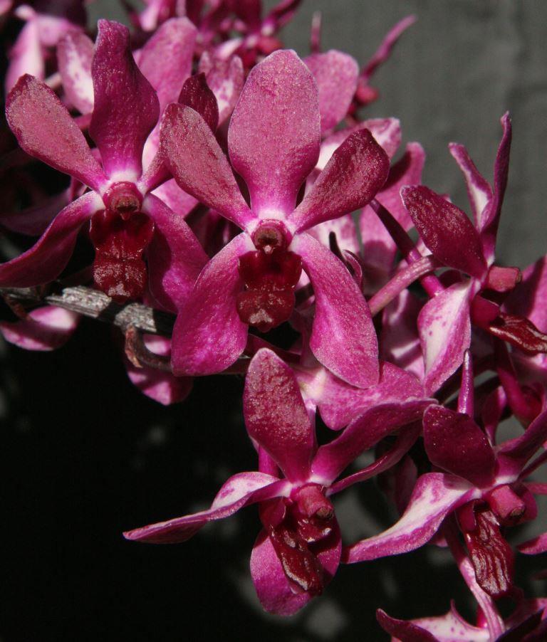 Vandachostylis Pinky