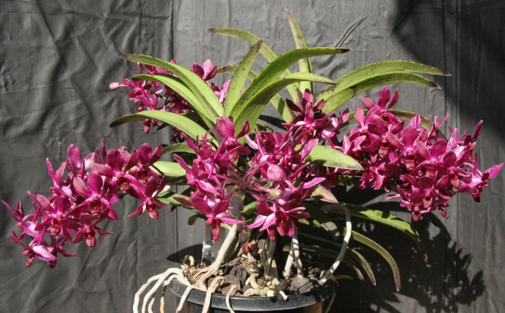 Vandachostylis Pinky - photo 2