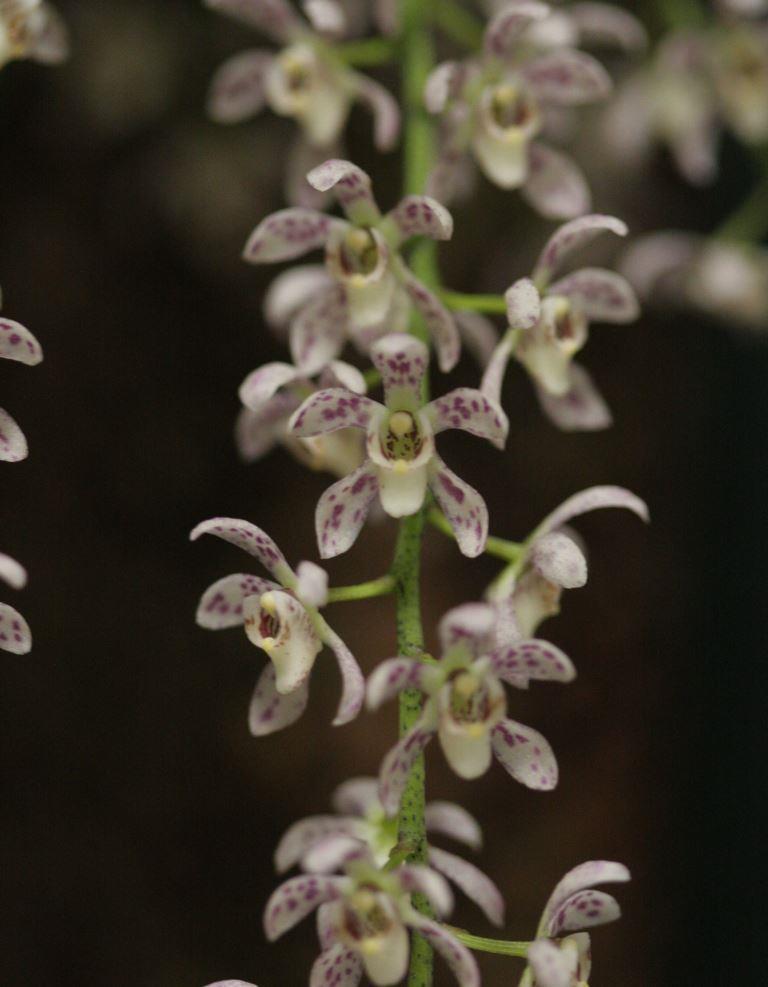 Prchs Memoria Iris Pendle