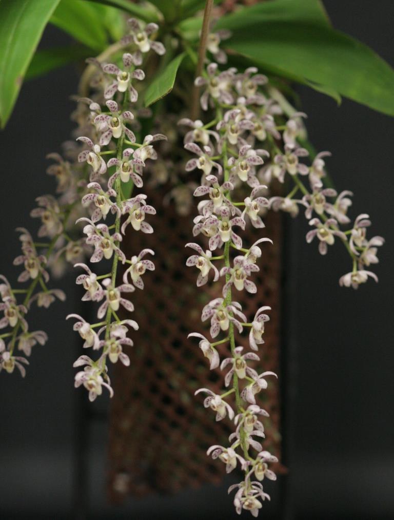 Plectarrhiza Memoria Iris Pendle - photo 2